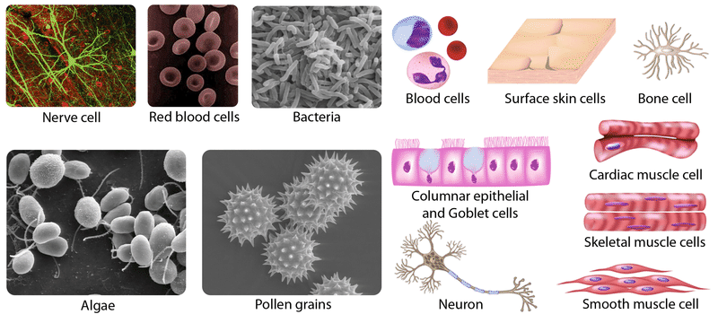 Imágenes de varios tipos de células que ilustran la diversidad celular