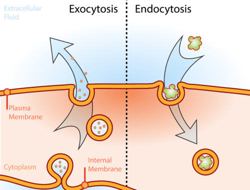 Process of vesicle transport for exocytosis and endocytosis