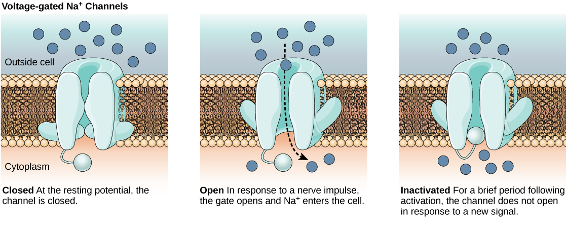 تُظهر الصورة الأولى قناة صوديوم ذات جهد كهربائي مغلقة عند إمكانية الاستراحة. استجابة للنبض العصبي، تفتح القناة، مما يسمح للصوديوم بالدخول إلى الخلية. بعد الدافع، تدخل القناة في حالة غير نشطة. يتم إغلاق القناة بآلية مختلفة، ولا يتم إعادة فتحها لفترة وجيزة استجابةً لنبضة عصبية جديدة.