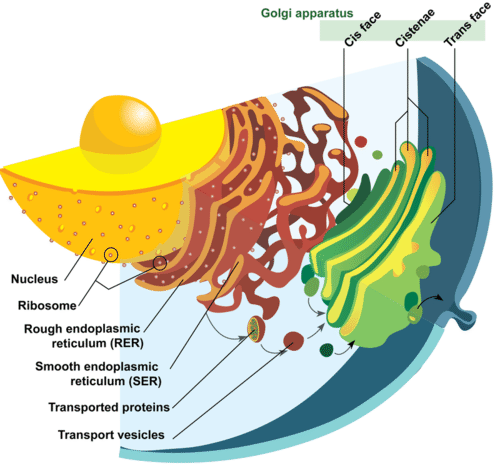 Nucleus, endoplasmic reticulum, and Golgi apparatus