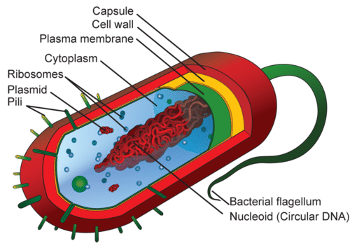 A diagram of a typical prokaryotic cell and its structure