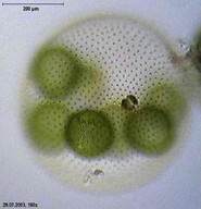 Volvox algae colony
