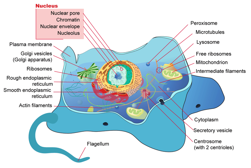 A diagram of the parts of a typical eukaryotic cell