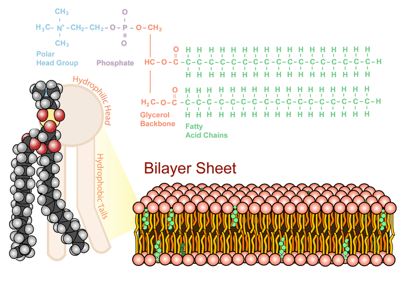 The phospholipid bilayer, the structure of the plasma membrane