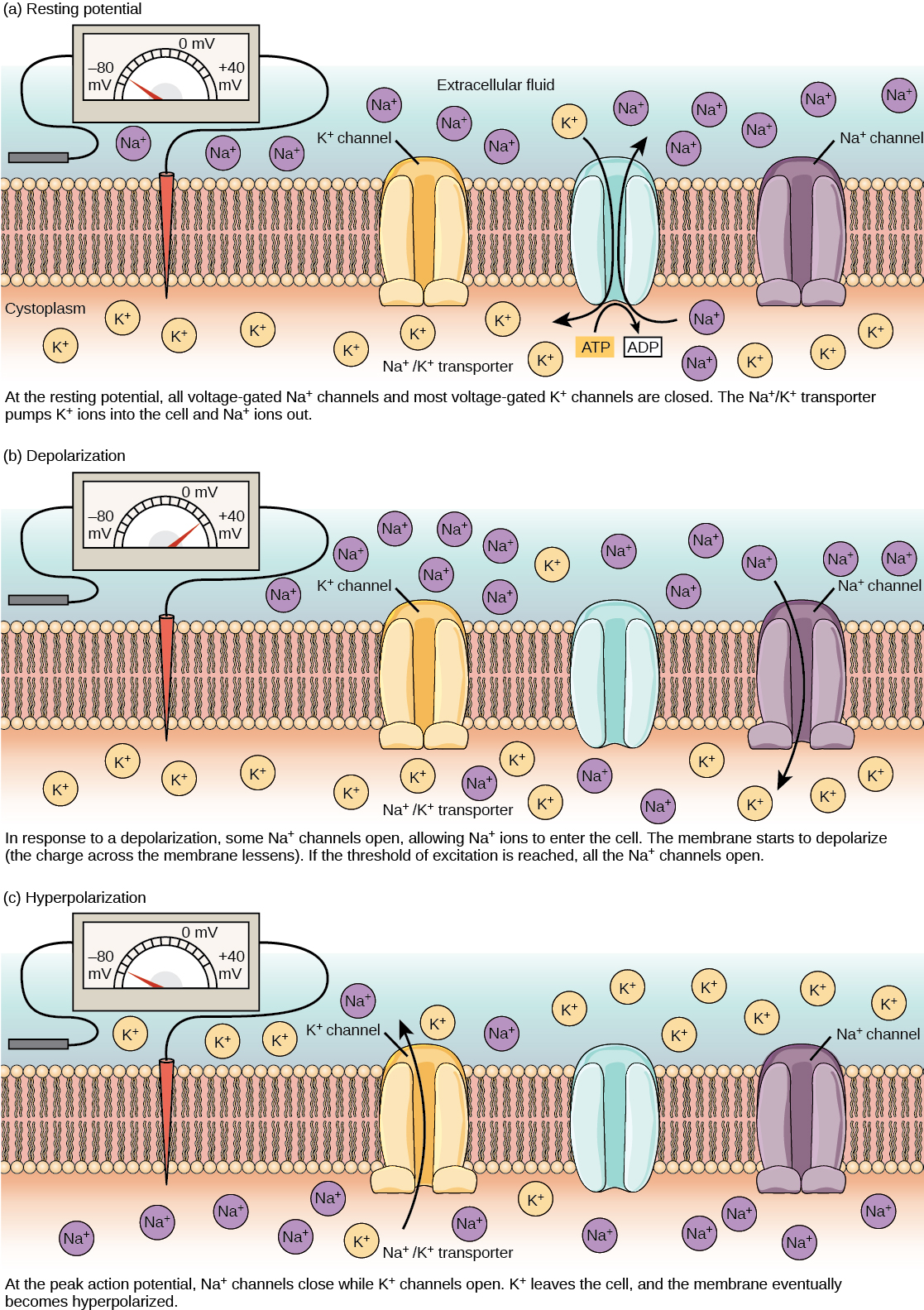 The resting membrane potential of minus seventy volts is maintained by a sodium/potassium transporter that transports sodium ions out of the cell and potassium ions in. Voltage gated sodium and potassium channels are closed. In response to a nerve impulse, some sodium channels open, allowing sodium ions to enter the cell. The membrane starts to depolarize; in other words, the charge across the membrane lessens. If the membrane potential increases to the threshold of excitation, all the sodium channels open. At the peak action potential, potassium channels open and potassium ions leave the cell. The membrane eventually becomes hyperpolarized.