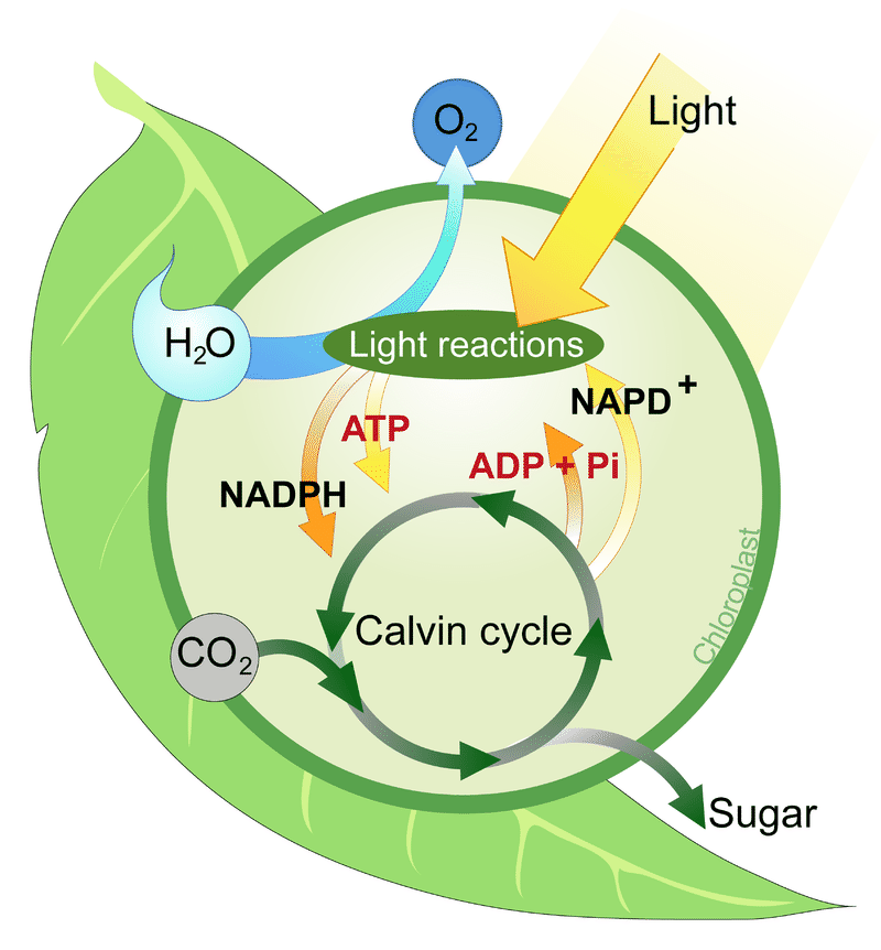 do atp molecules produce nadph