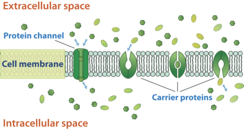Difusión facilitada a través de la membrana celular