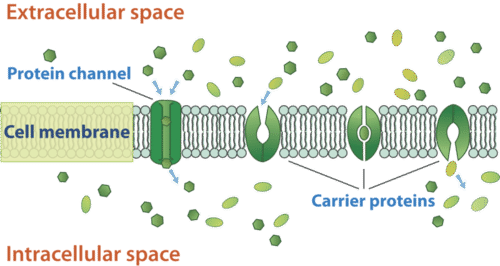 Facilitated diffusion through the cell membrane