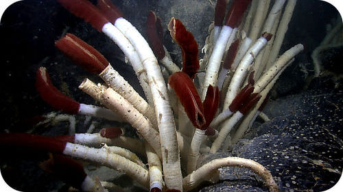 These tubeworms get their energy from chemosynthesis
