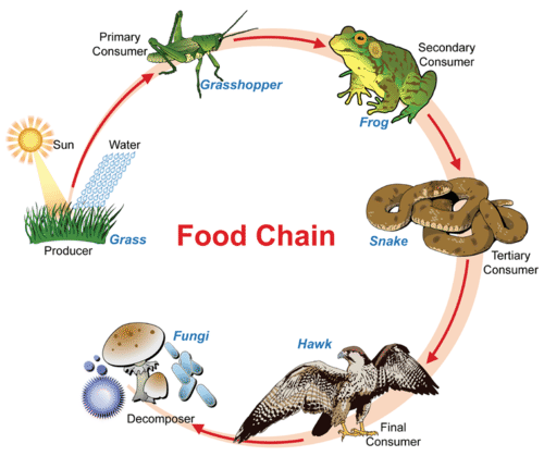 Energy flow in a food chain