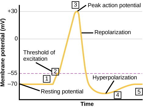 يرسم الرسم البياني إمكانات الغشاء بالميلي فولت مقابل الوقت. يظل الغشاء عند إمكانات الراحة البالغة -70 مللي فولت حتى يحدث نبض عصبي في الخطوة 1. تفتح بعض قنوات الصوديوم، وتبدأ الإمكانات في الصعود بسرعة إلى ما وراء عتبة الإثارة البالغة -55 مللي فولت، وعند هذه النقطة تفتح جميع قنوات الصوديوم. عند ذروة الحركة المحتملة، تبدأ الإمكانية في الانخفاض بسرعة مع فتح قنوات البوتاسيوم وإغلاق قنوات الصوديوم. ونتيجة لذلك، يعيد الغشاء الاستقطاب إلى ما وراء إمكانات غشاء الراحة ويصبح مستقطبًا بشكل مفرط. ثم تعود إمكانات الغشاء تدريجيًا إلى وضعها الطبيعي.