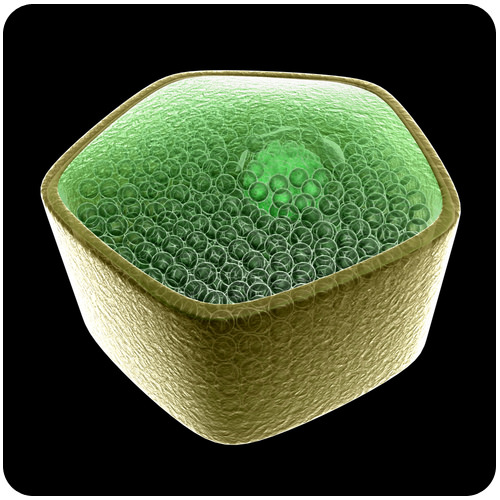 : Plant Cell Structures - Biology LibreTexts
