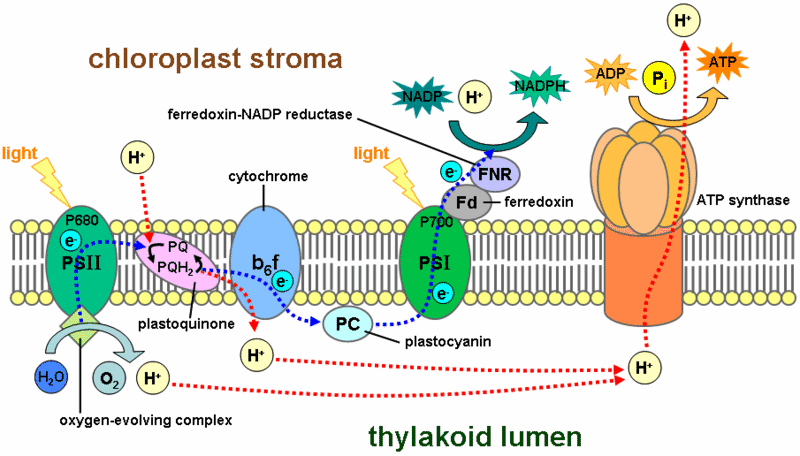 The electron transport chain in photosynthesis