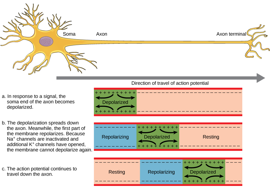 Le potentiel d'action se déplace du soma jusqu'à la terminaison axonale. Le potentiel d'action est initié lorsqu'un signal provenant du soma provoque la dépolarisation de l'extrémité somale de la membrane axonale. La dépolarisation s'étend le long de l'axone. Pendant ce temps, la membrane au début de l'axone se repolarise. Les canaux potassiques étant ouverts, la membrane ne peut pas se dépolariser à nouveau. Le potentiel d'action continue de se propager ainsi le long de l'axone.