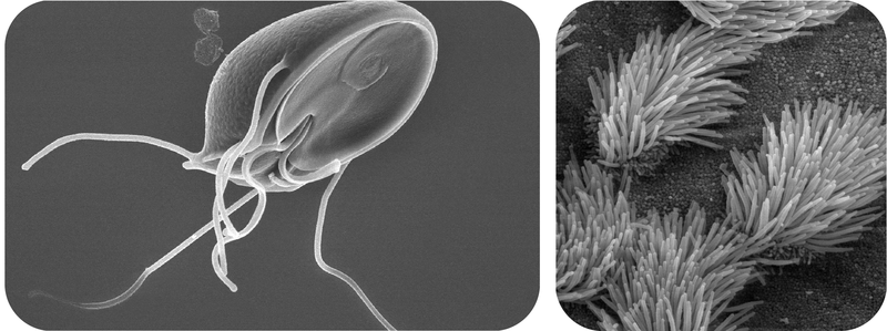 Flagella and cilia in the plasma membrane