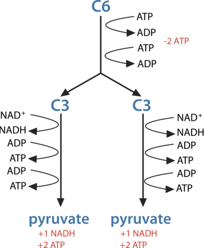 Steps of glycolysis