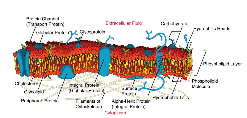 Types of proteins contained in the plasma membrane