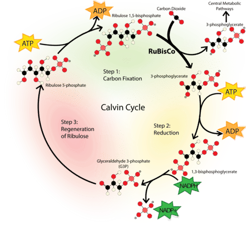 Mechanism of the Calvin Cycle