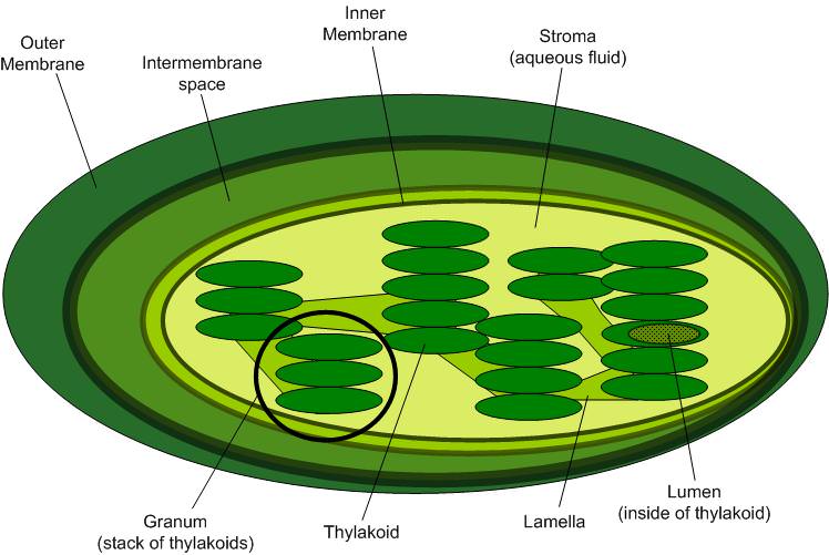 Thylakoids and granum inside chloroplast