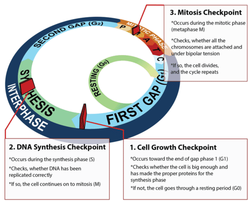 Checkpoints control the cell cycle
