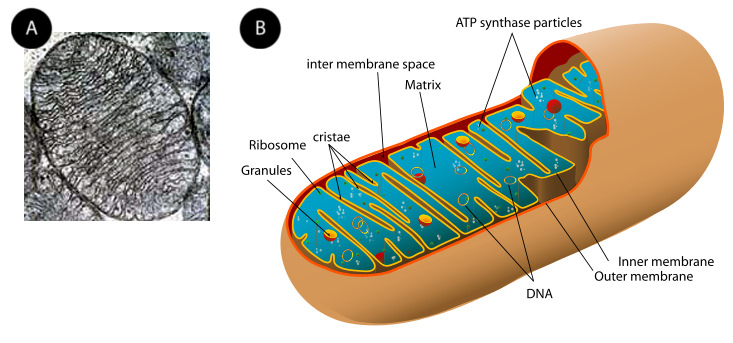 Electron micrograph and illustration of a mitochondrion