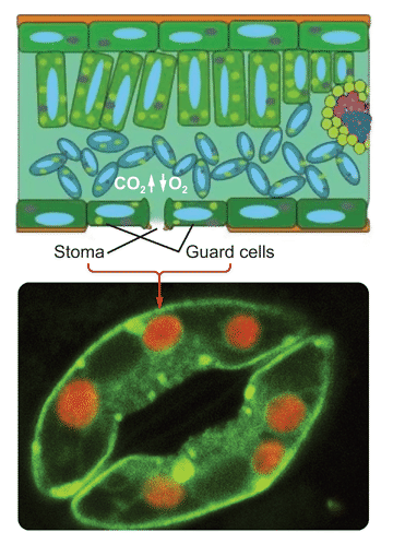 Stomata and guard cells on leaves