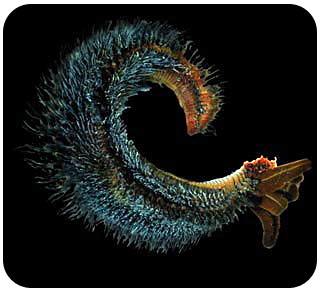 An illustration of the Pompeii tubeworm is shown, appearing slightly like a large shrimp but covered with many blue nodules.