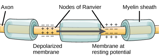 La ilustración muestra un axón cubierto de tres bandas de vaina de mielina. Entre las cubiertas de la vaina se expone el axón. Las partes descubiertas del axón se llaman nodos de Ranvier. En la ilustración, el nodo izquierdo de Ranvier se despolariza de tal manera que el potencial de membrana es positivo por dentro y negativo por fuera. La membrana derecha del nódulo derecho se encuentra en el potencial de reposo, negativa por dentro y positiva por fuera. Una flecha indica que la despolarización salta del nodo izquierdo a la derecha, de manera que el nodo derecho se despolariza.