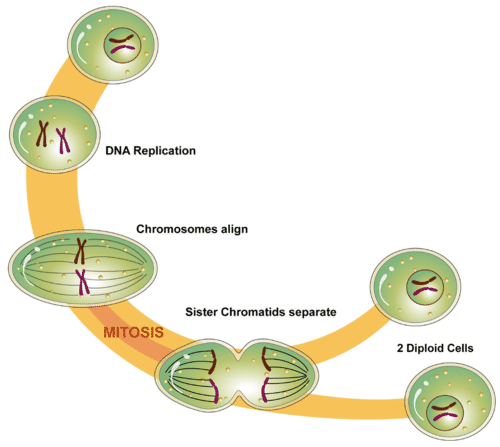 Process of mitosis