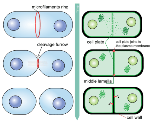 Cytokinesis is the final stage of mitosis