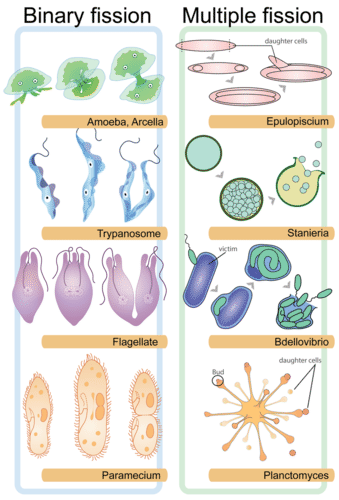 Illustration de la fission binaire chez les organismes unicellulaires et de la fission multiple chez les cellules multinucléées