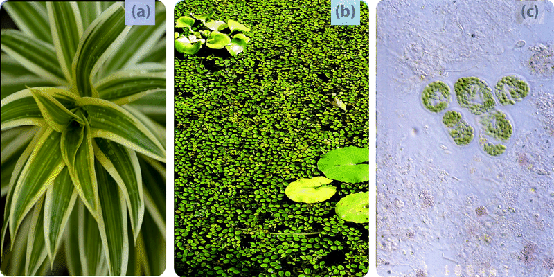 Examples of photosynthetic autotrophs