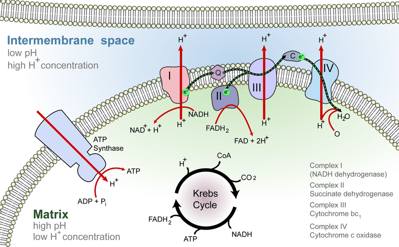 Electron transport chains are the last step of cellular respiration