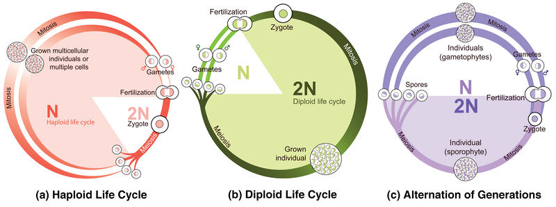 Haploid, diploid, and alternating life cycles