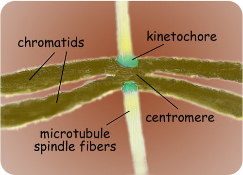 Spindle fiber and chromatids