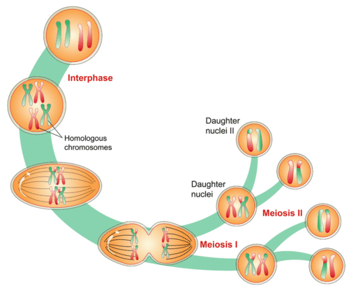 Una visión general ilustrada de la meiosis