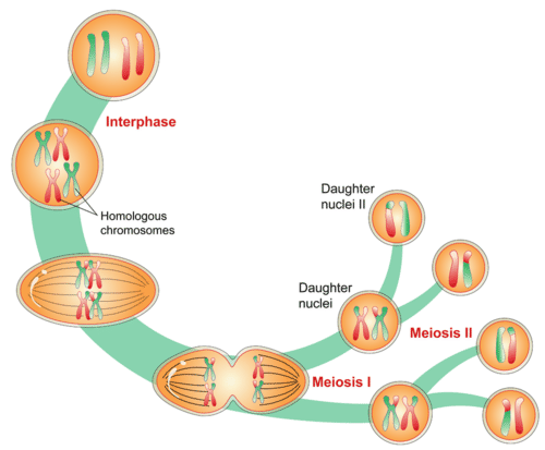 An illustrated overview of meiosis