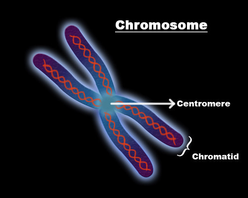 Diagrama de um cromossoma