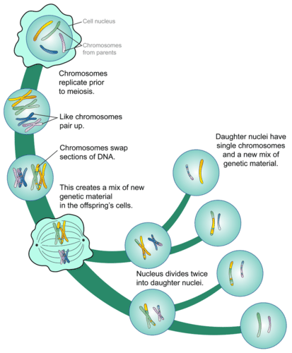 A more detailed illustration of the phases of meiosis