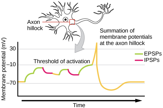 L'illustration montre l'emplacement de la butte axonale, qui est la zone reliant le corps neuronal à l'axone. Un graphique montre la somme des potentiels membranaires au niveau de la butte axonale, tracée sous forme de potentiel de membrane en millivolts en fonction du temps. Initialement, le potentiel de membrane au niveau de la butte axonale est de -70 millivolts. Une série d'EPSP et d'IPSP entraînent une hausse et une baisse du potentiel. Finalement, le potentiel augmente jusqu'au seuil d'excitation. À ce stade, le nerf se déclenche, entraînant une forte augmentation du potentiel de la membrane, suivie d'une diminution rapide. La butte devient hyperpolarisée de telle sorte que le potentiel de membrane est inférieur au potentiel de repos. La butte revient ensuite progressivement à son potentiel de repos.