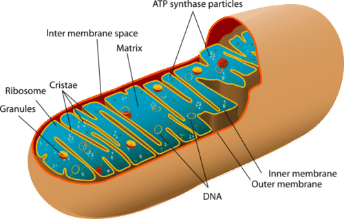 Shows the structure of a mitochondrion, which plays an important role in aerobic respiration
