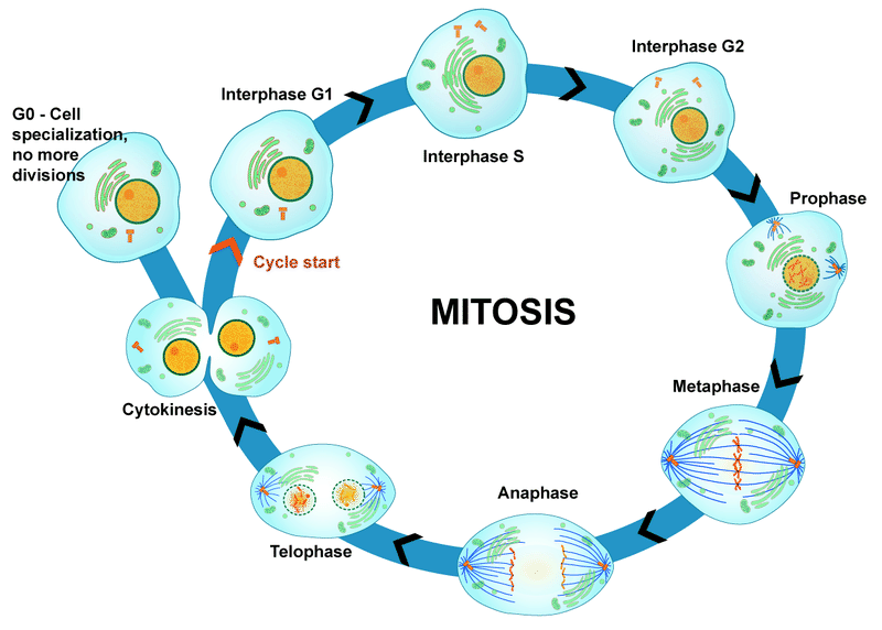 Mitosis in the eukaryotic cell cycle