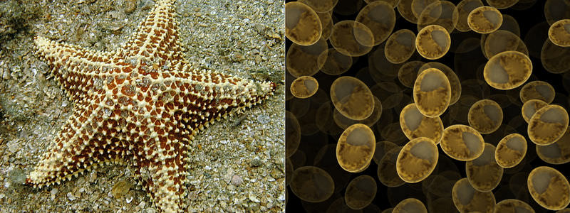 Starfish and yeasts are examples of organisms that reproduce asexually