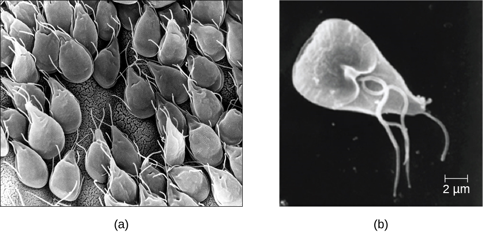 a) A micrograph of kite-shaped cells. B) a single triangular cell with multiple flagella.