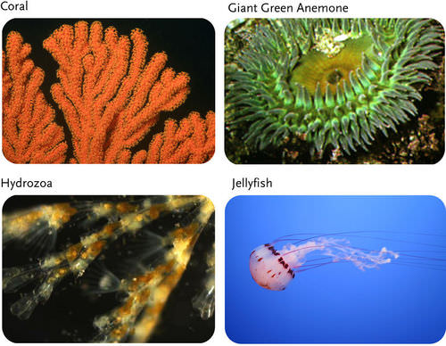 Cnidarian diversity: coral, anemone, hydrozoa