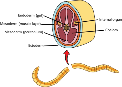 Cross section of an invertebrate with coelom
