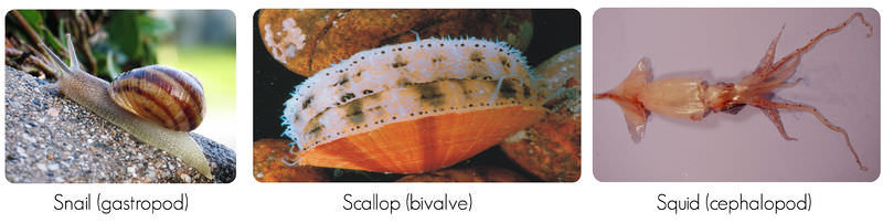 Common and Familiar mollusks: snail, scallop, squid