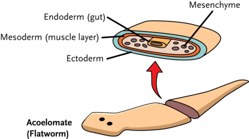 Три клітинні шари плоского черв'яка