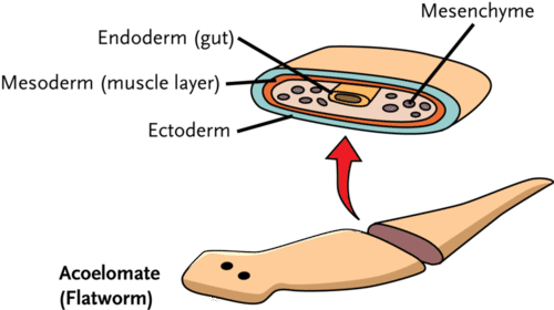 Three cell layers of a flatworm