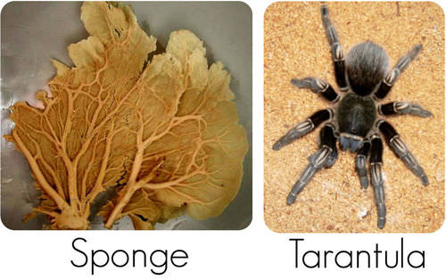 Examples of invertebrates: sponge and tarantula